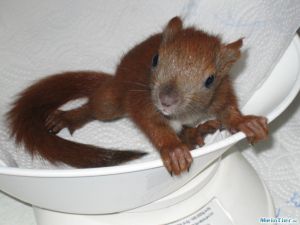 Eichhörnchen, 44 Tage alt