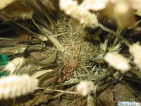 Eurasische Zwergmaus, Nest